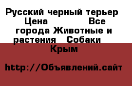 Русский черный терьер › Цена ­ 35 000 - Все города Животные и растения » Собаки   . Крым